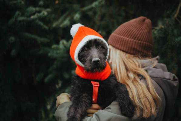 Бородатик Соня ищет дом