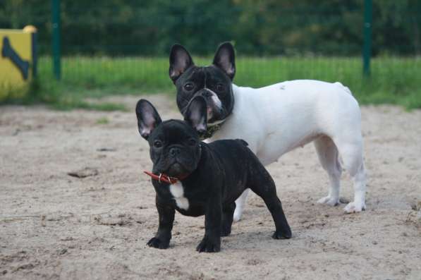Французский бульдог щенки в Москве фото 4