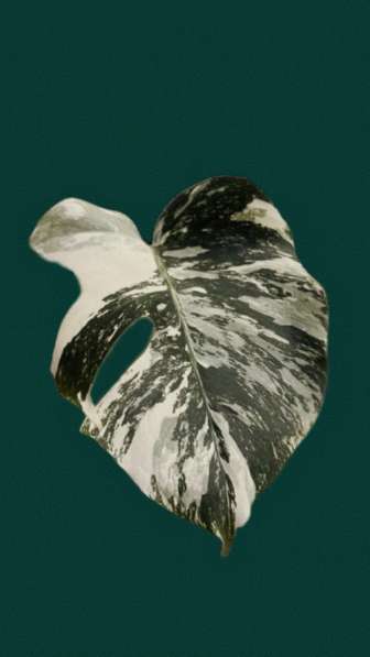 Монстера Альба в Москве