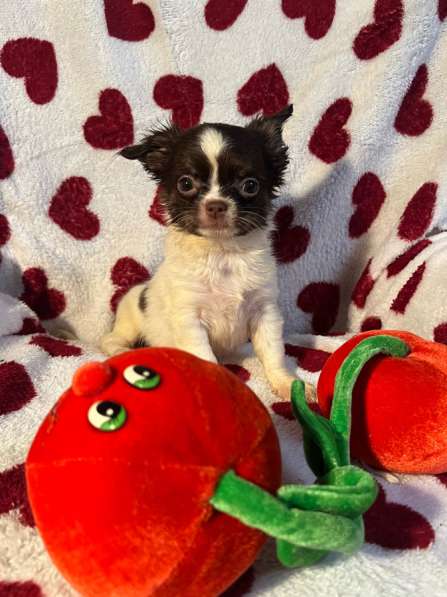 Щенки чихуахуа в Санкт-Петербурге фото 3