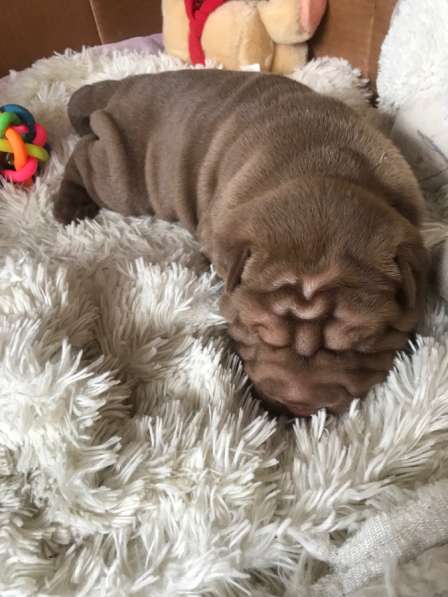 Продам щенков шарпая