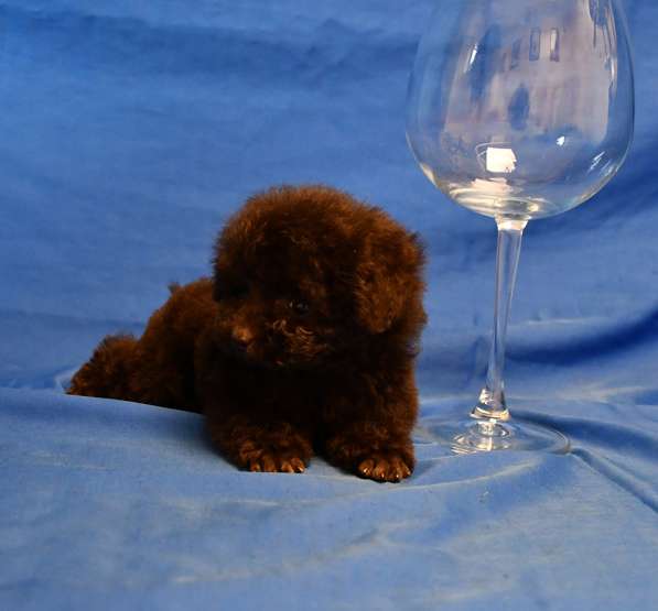 Пуделя щенок той коричневая девочка ВЭНДИ в Москве фото 5