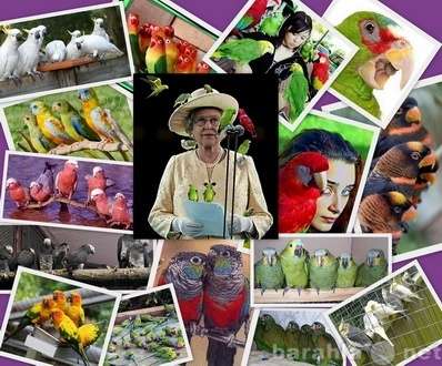 Чудные - Элитные попугаи из Питомника. Москва