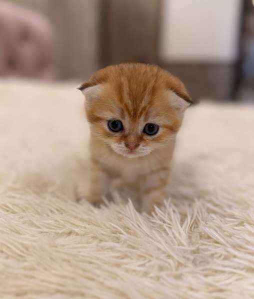 Шотландские котята в Москве