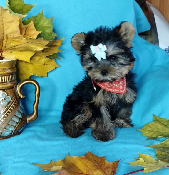 Йорка стандартная девочка в Москве