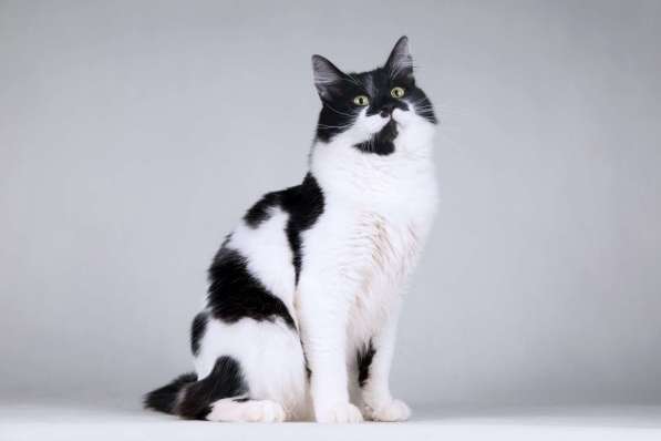 Большой добрый кот по имени Мальчик в Москве фото 4