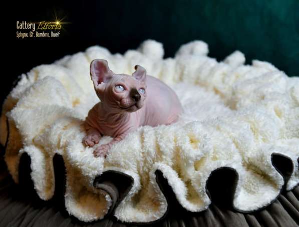 Котёнок DWELF