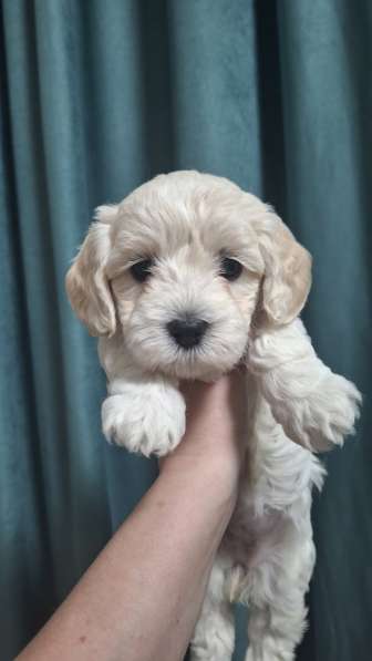 Щенки Мальтезе в фото 3