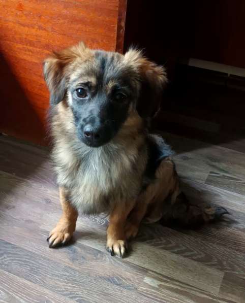 Маленькая диванная собачка, 5 кг в Санкт-Петербурге фото 4