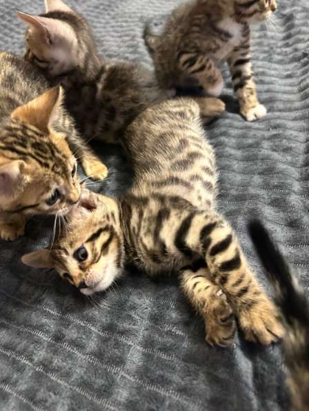 Продаются бенгальские котята в Санкт-Петербурге фото 4