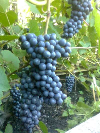 Саженцы винограда в Новосибирске