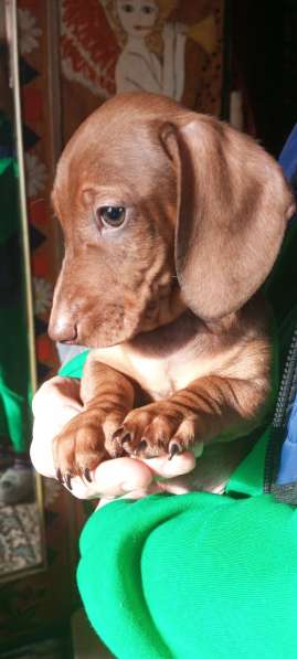 Клубные щенки рыжики в Москве фото 9