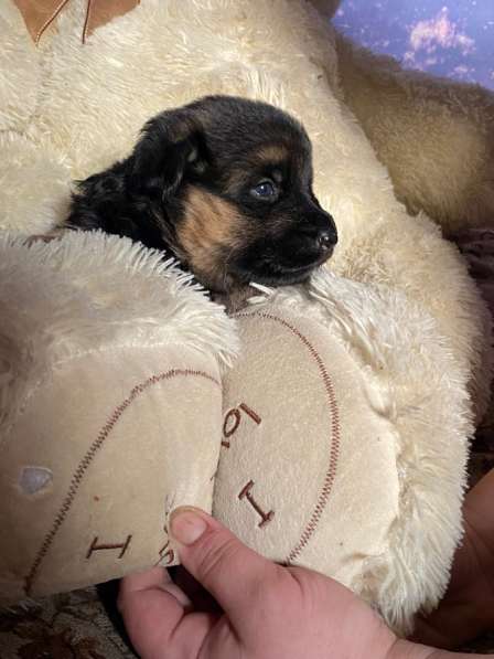 Продаются щенки в Новотроицке фото 5