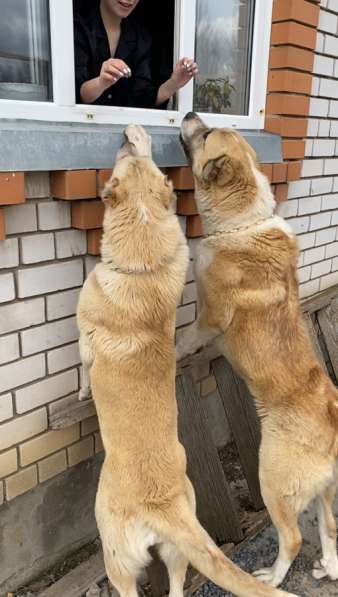 Кавказские волкодавы в Волгограде фото 3