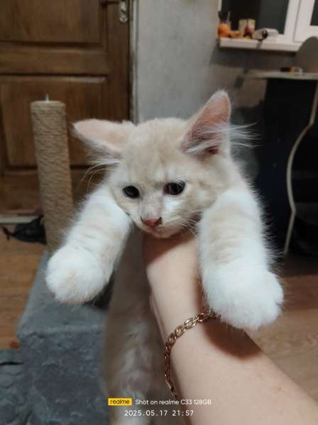 Котята в хорошие руки в фото 12
