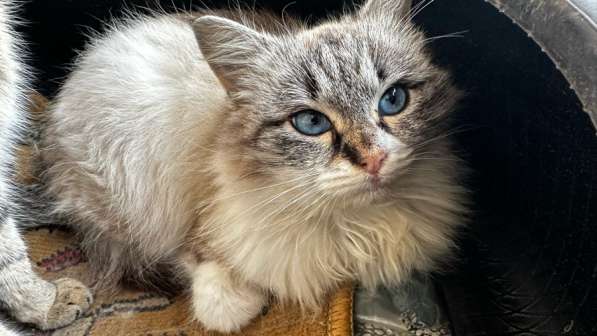 Кошечка в добрые руки