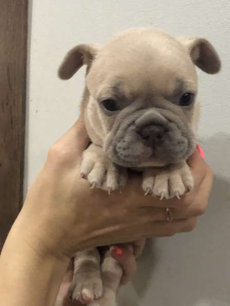 В продаже щенки французского бульдога в Барнауле фото 9