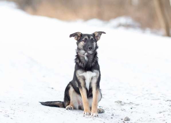 Весёлая девочка Золушка в самые добрые руки! в Москве фото 7