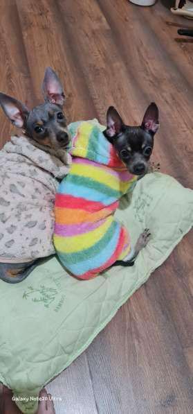 Дети той терьера в Санкт-Петербурге фото 5