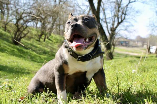 Породные щенки Американ Булли в фото 6