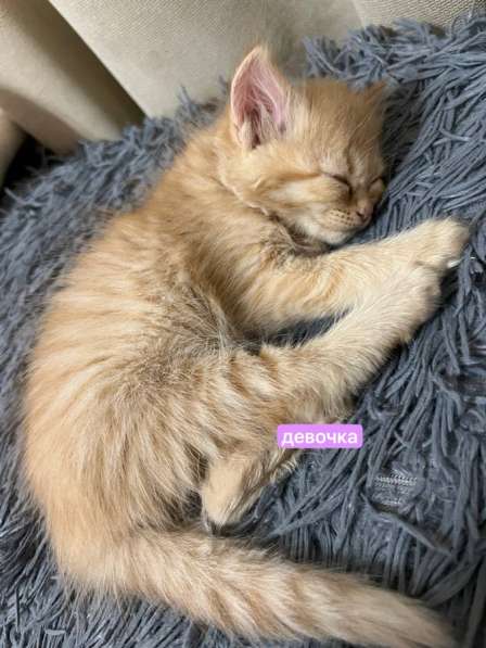 Котята рыжие в Лениногорске фото 4