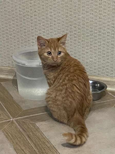Котенок в Тимашевске фото 8