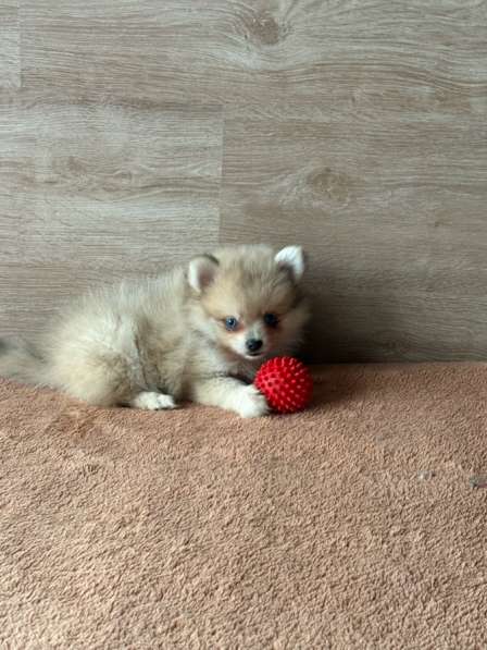 Щенок шпица, девочка в Челябинске