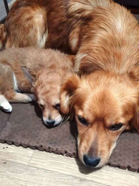 Милейшие щенки от домашней собачки в Иркутске фото 8