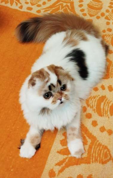 Котенок шотландский, длинношерстный в Москве фото 3