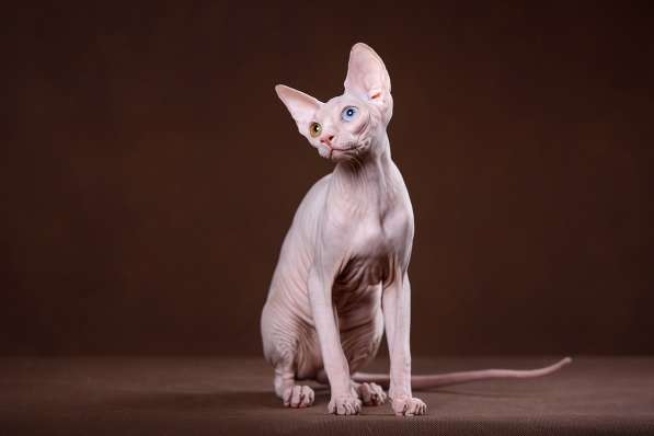 Наш питомник Эльфов, двэльфов, бамбино, канадских сфинксов! в Севастополе фото 3