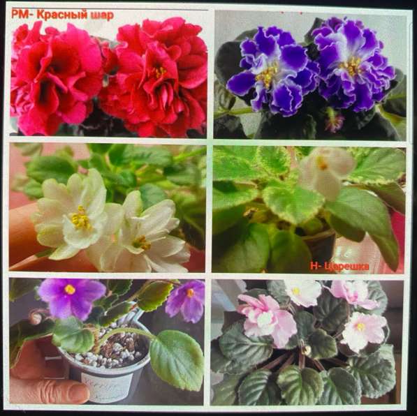 Сортовые фиалки