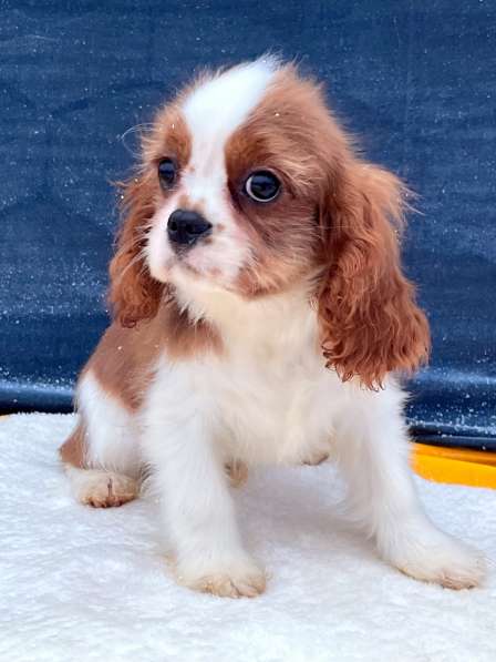 Кавалер кинг чарльз спаниель мальчик бленхейм
