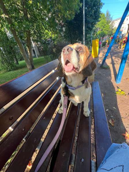 Вязка Бигль мальчик