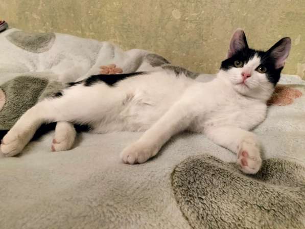 Котенок-девочка Шанти в добрые руки в Москве фото 5