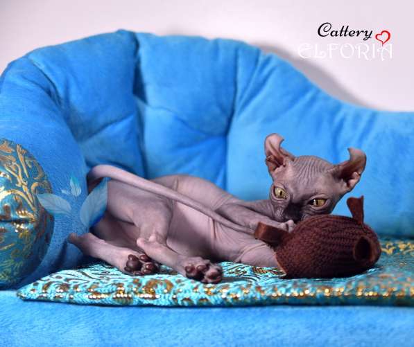 Котята Sphynx, Elf, Bambino, DWELF в фото 12