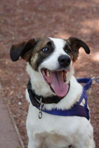 Познакомьтесь с невероятно спокойным и умным Арни! в Москве фото 5