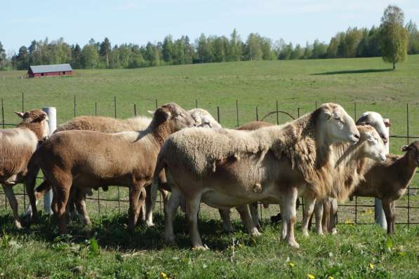 Племенные овцы породы Катумская (Скот из Европы класса Элита в фото 5
