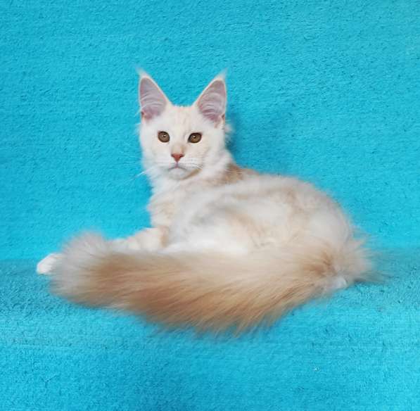 Котики мейн-кун из питомника в Владимире фото 3