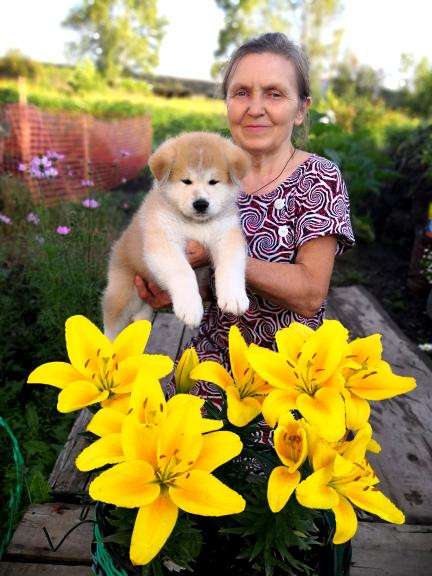 Щенки акита-ину в Екатеринбурге фото 4