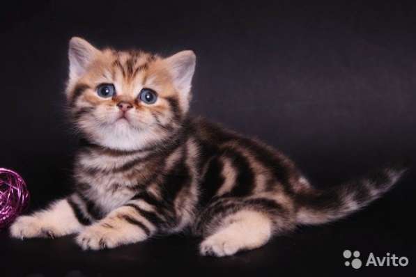 Котята -вислоухие и прямоухие в Костроме фото 12