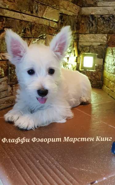 Очаровательные детки Вест Хайленд Вайт Терьер в Москве фото 5