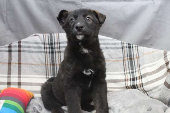 Черный щенок со звездочкой на груди в Санкт-Петербурге фото 5