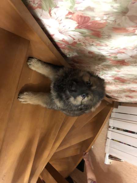 Продаю щенков немецкой овчарки зонарного окраса в Самаре фото 6