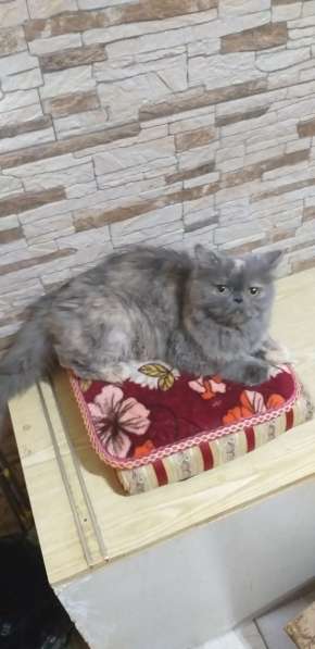 Персидские котята в Краснодаре фото 14