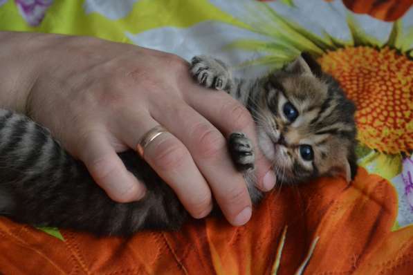 Шотландская вислоухая кошечка в фото 13