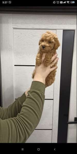 Toy poodle. Cappuccino. Boy