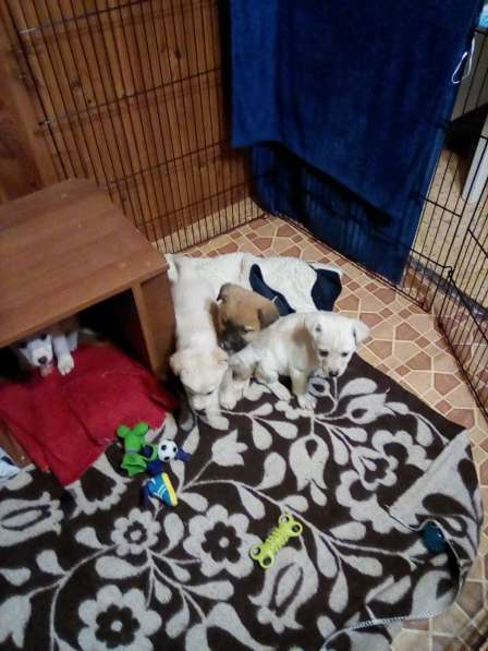 Щенка в добрые руки в Москве фото 18