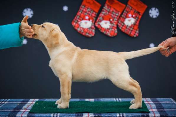 Щенок(девочка) лабрадор ретривер в фото 15