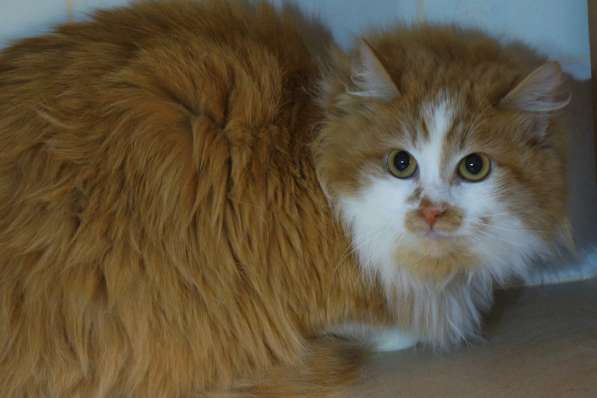 Солнечная кошка Милочка в Москве фото 37