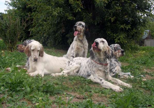 Английский сеттер щенки из элитного питомника в Москве фото 26